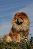 CHOW CHOW 407